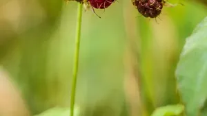 The Berry Bliss